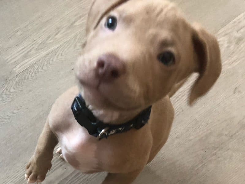 Puppies primary photo