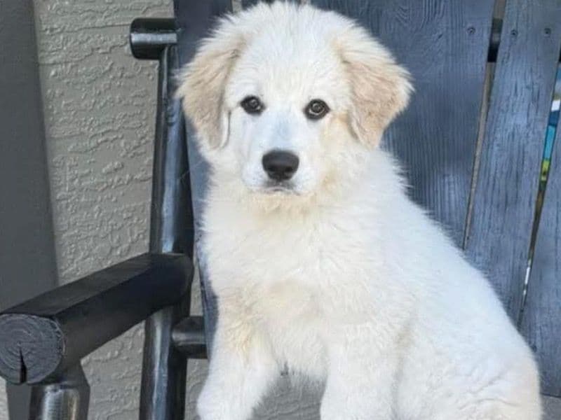 Nova primary photo