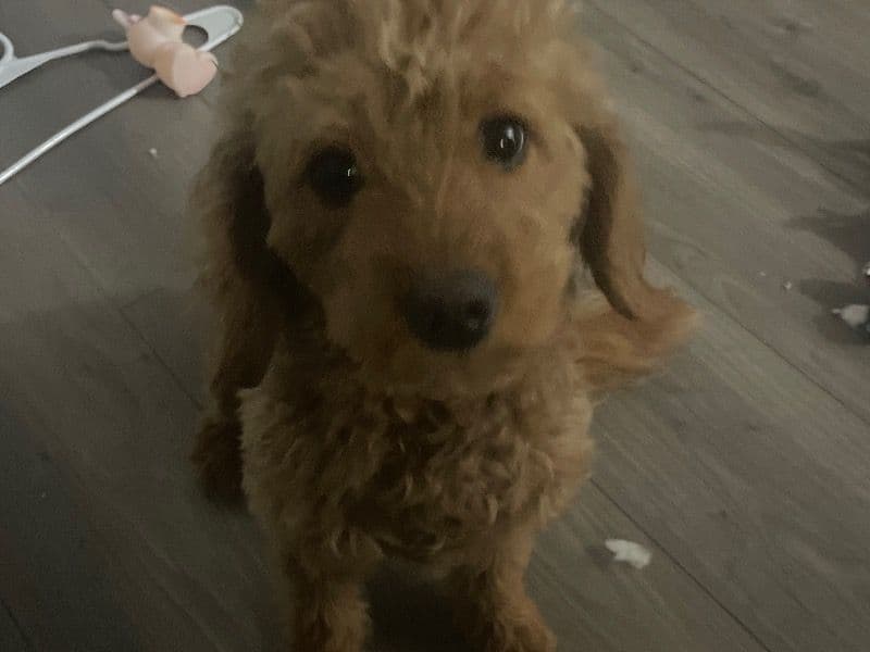 Luna primary photo