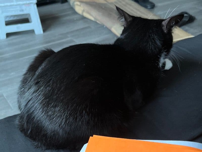 Oreo primary photo