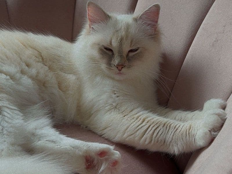 Nala primary photo