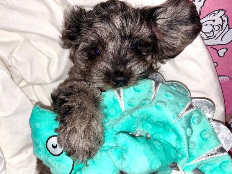Nala primary photo