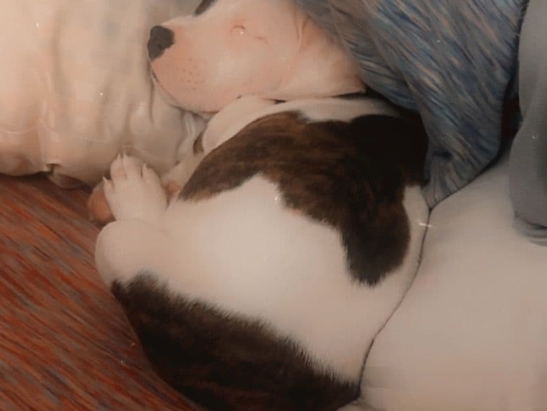 Biscuit primary photo