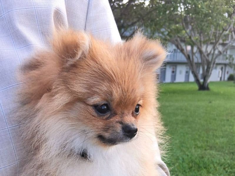 Dolly primary photo