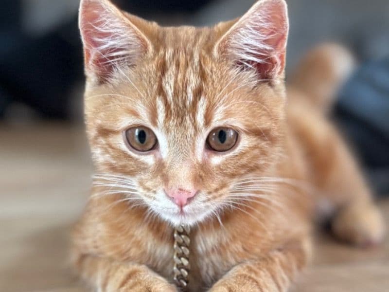 Milo primary photo