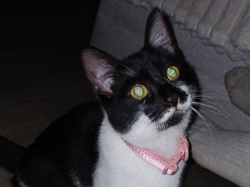 Mia primary photo