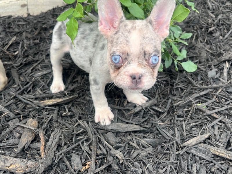 Pebbles primary photo