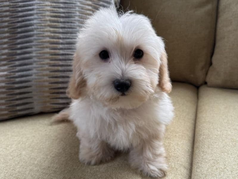 Toby primary photo