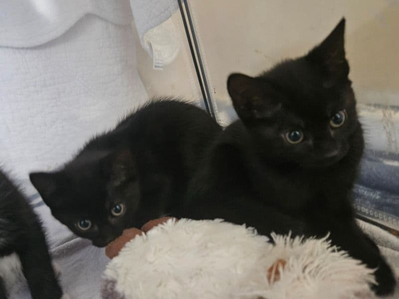 Meatball And Destiny primary photo