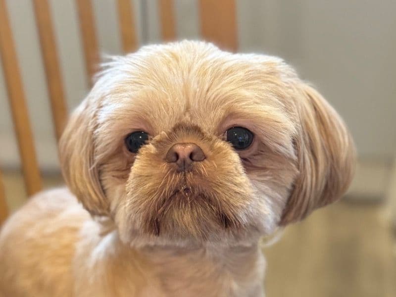 Chewwie primary photo