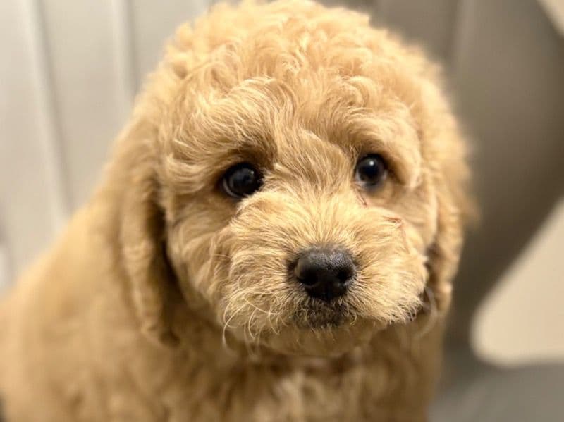 Teddy primary photo