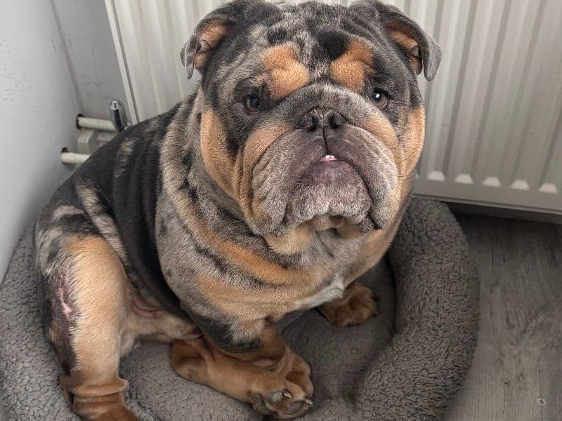 Monty primary photo