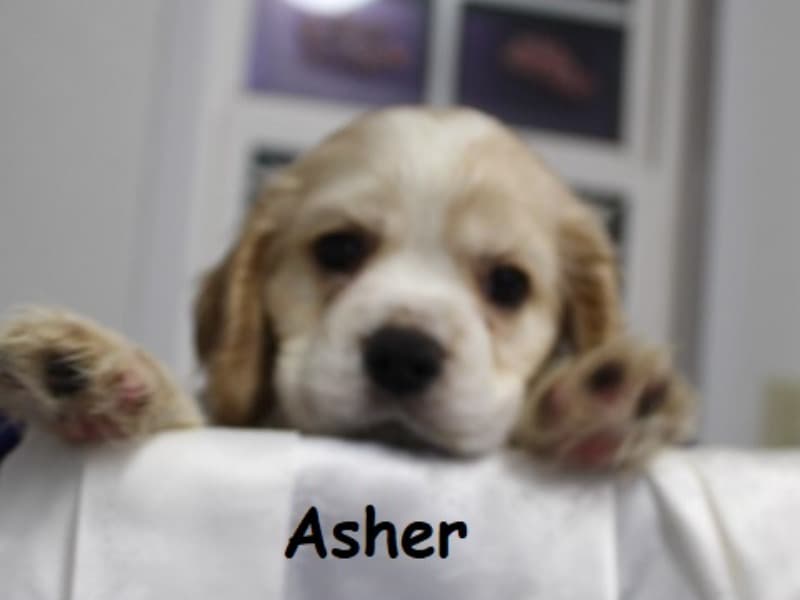 Asher primary photo