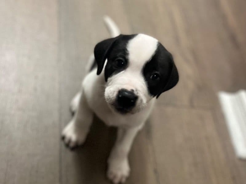 Moo primary photo