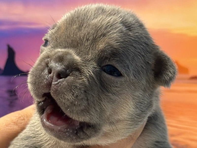 Star Babies primary photo