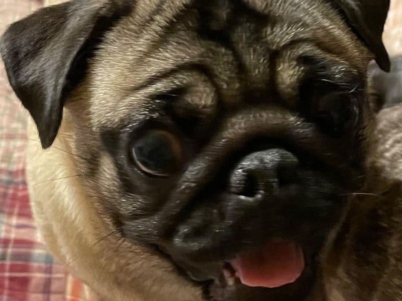 Lumi primary photo