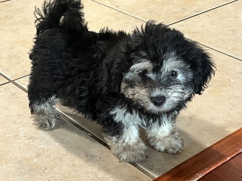 Teddy primary photo