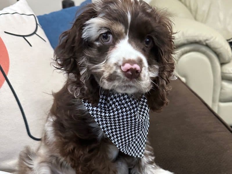 Buster primary photo