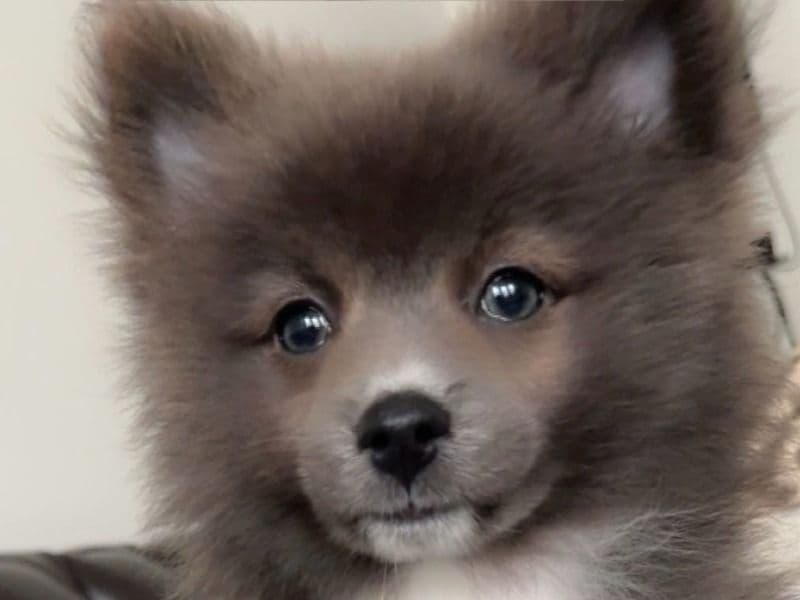 Fendi primary photo