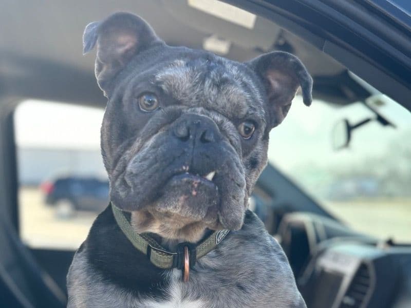Benji primary photo