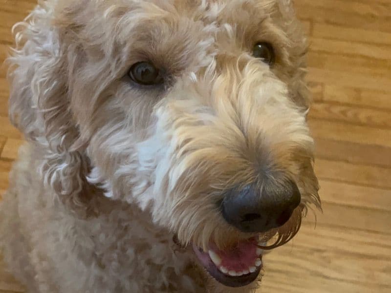 Lucy primary photo