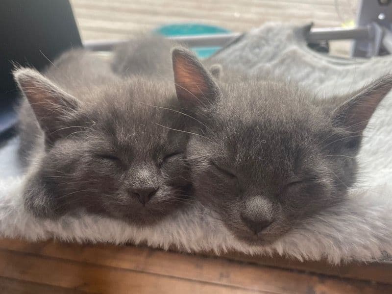 No Names For The Kittens Yet primary photo