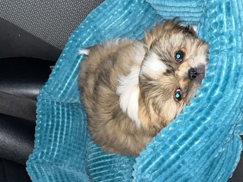 Gizmo primary photo