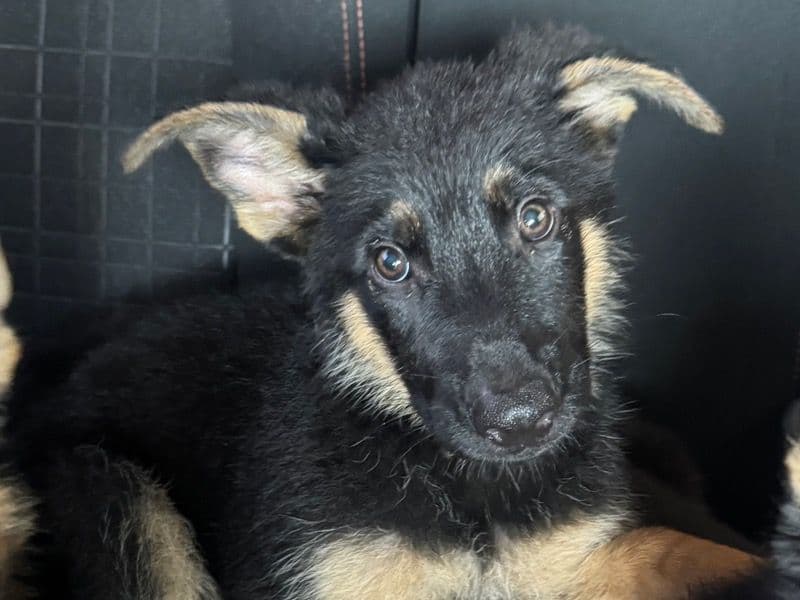 Remy primary photo