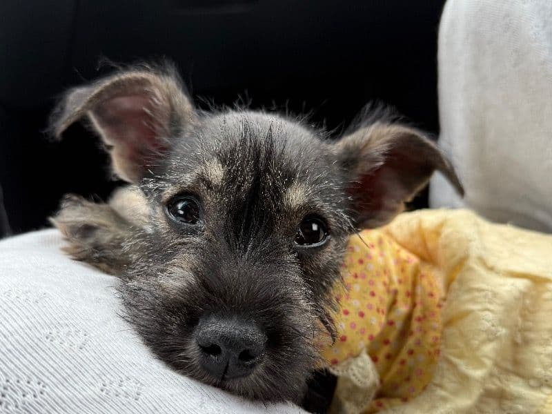 Mila primary photo