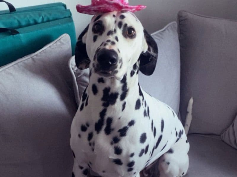 Dottie primary photo