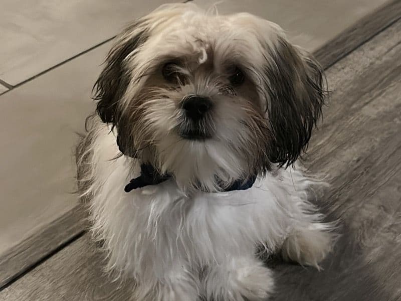 Milo primary photo