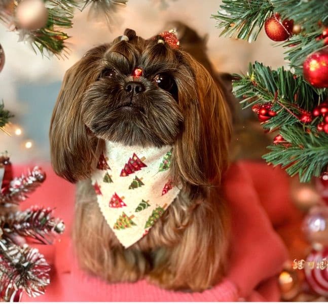 Coco primary photo