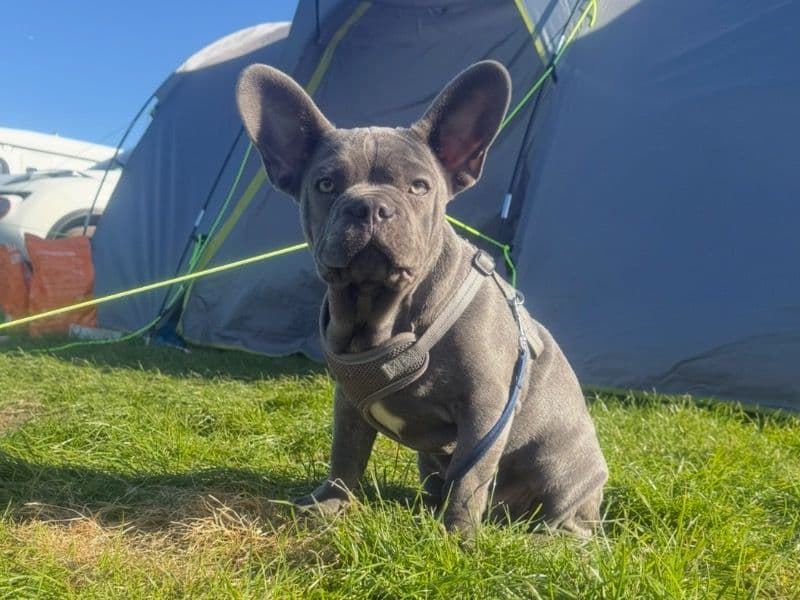 Frankie primary photo