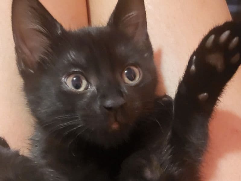 Whiskers primary photo