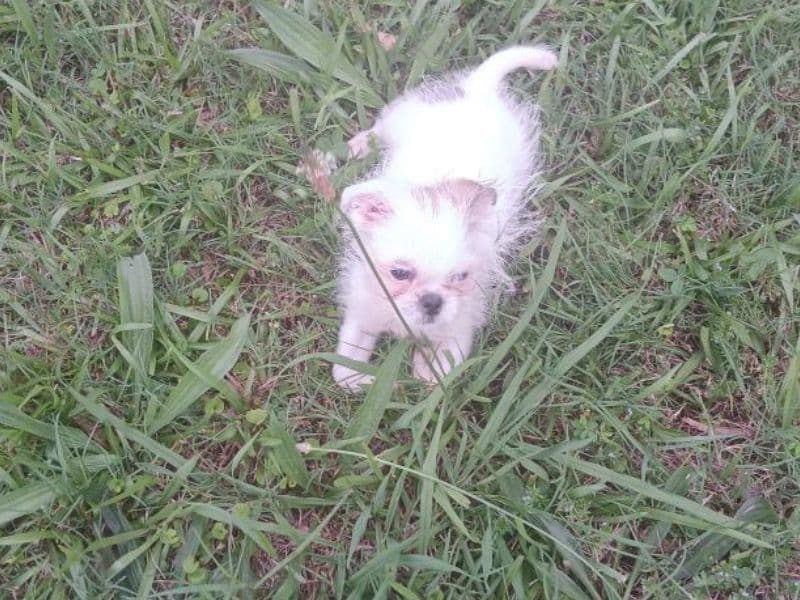 Bruno primary photo