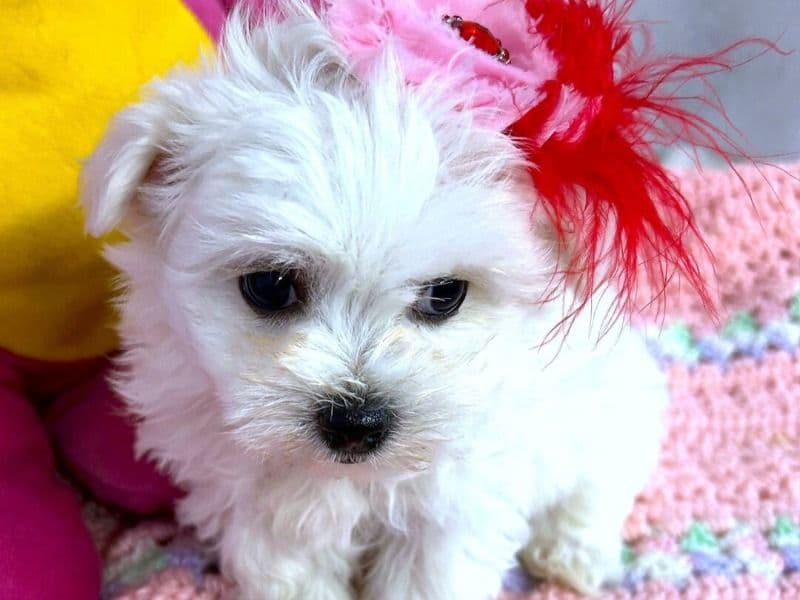 Annabella primary photo