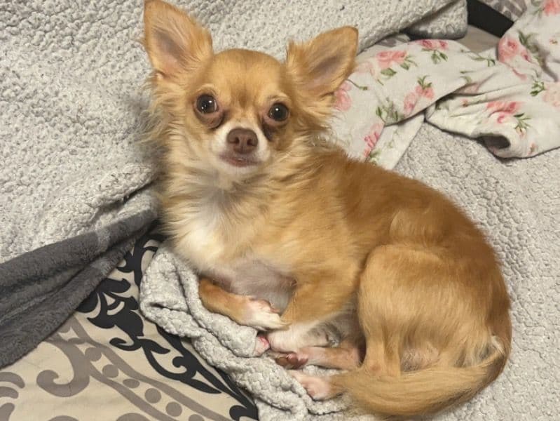 Peanut primary photo