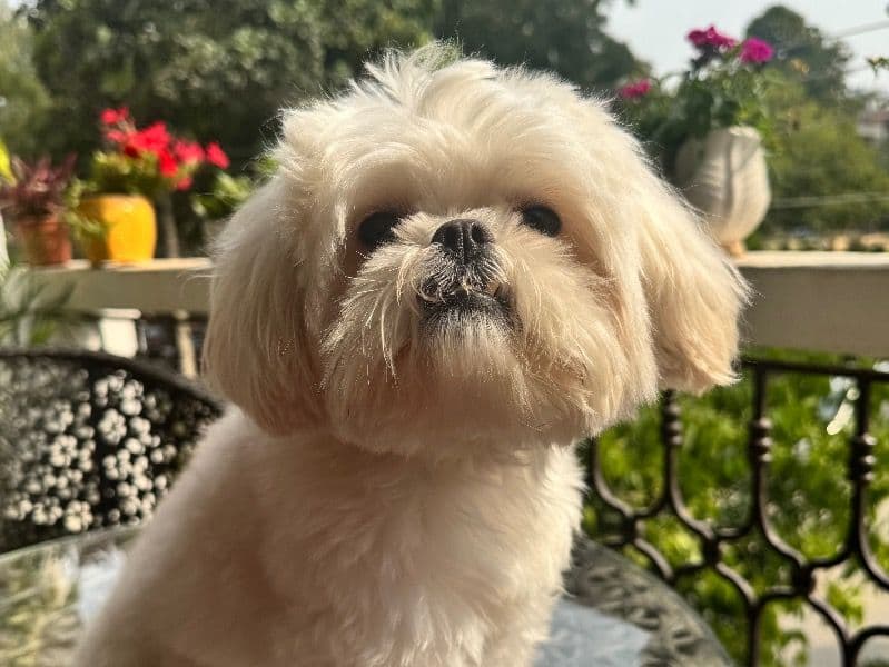 Peanut primary photo