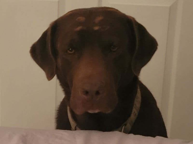 Choco primary photo