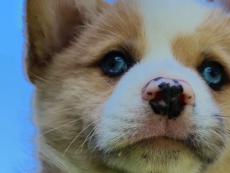 Puppy 1 primary photo