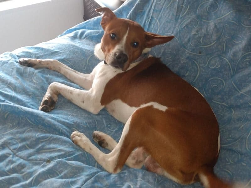 Milo primary photo