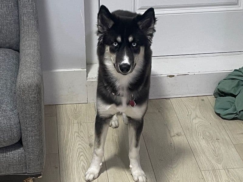 Mochi primary photo