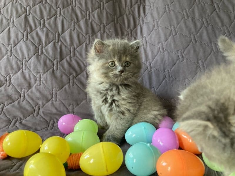 Bunny primary photo