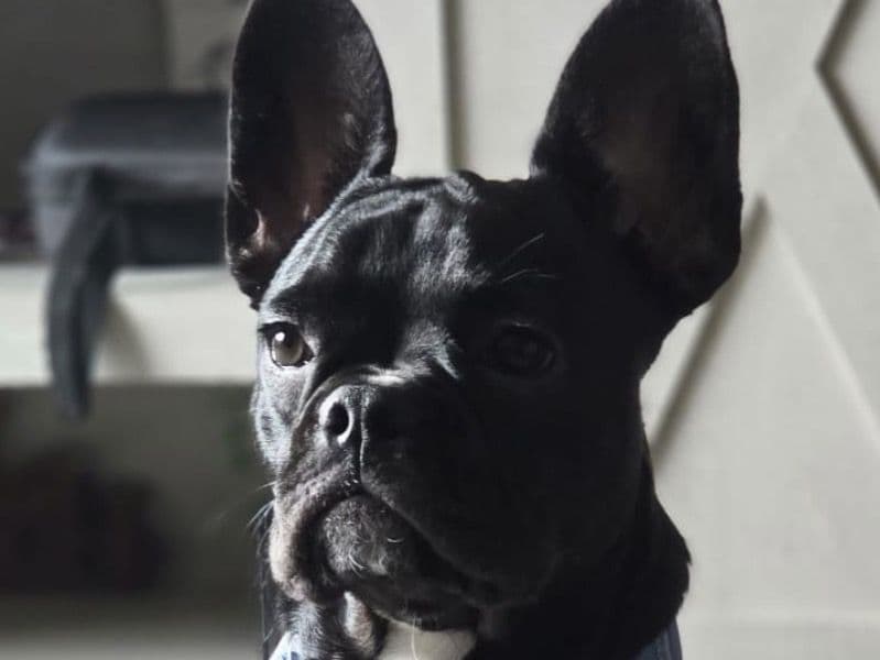 Stella primary photo