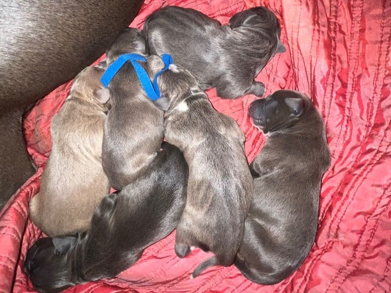 Blue Nose Pits primary photo