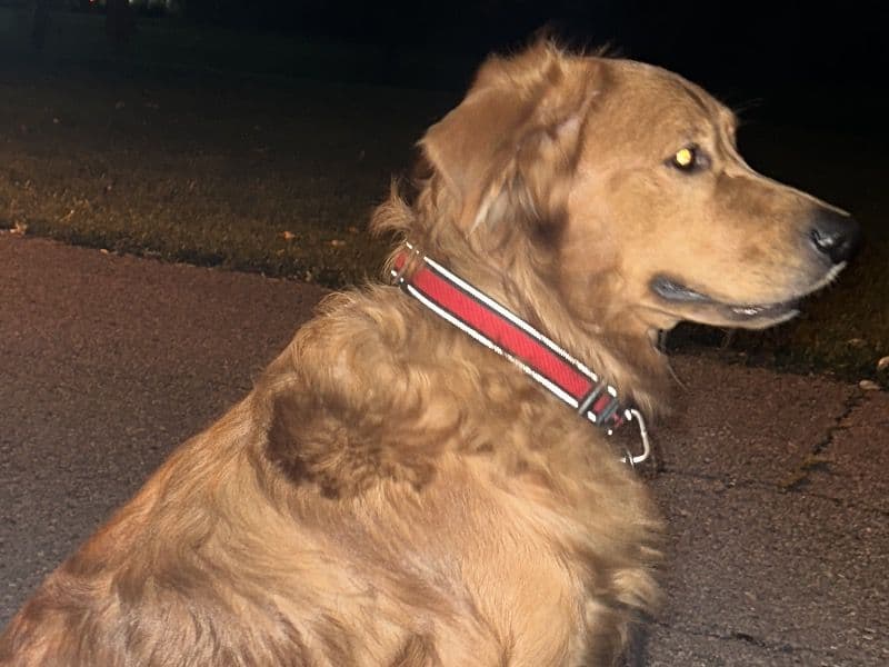 Hachi primary photo