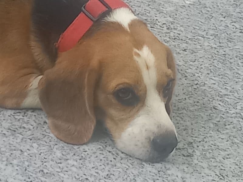 Juno primary photo
