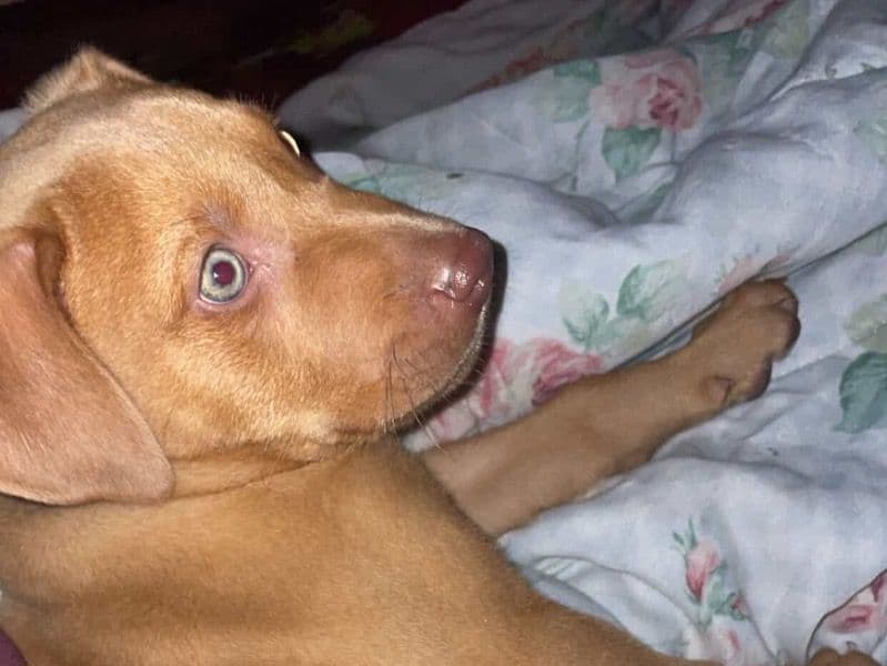 Thor primary photo