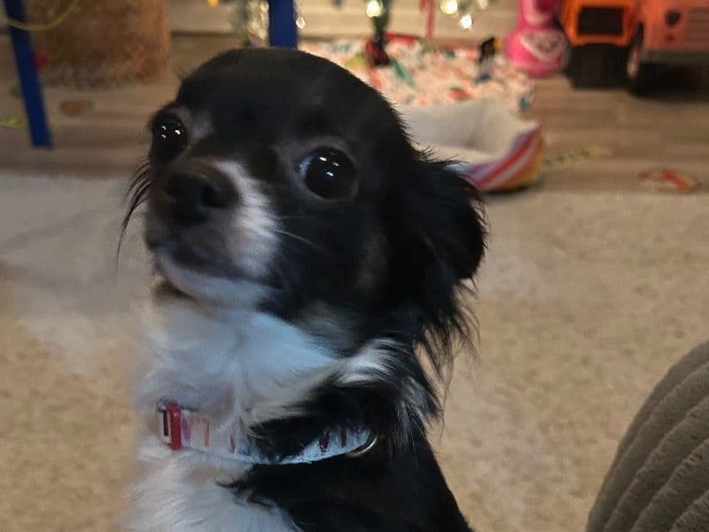 Penny primary photo