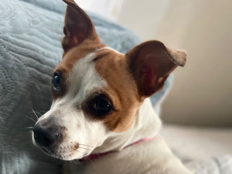 Mocha primary photo